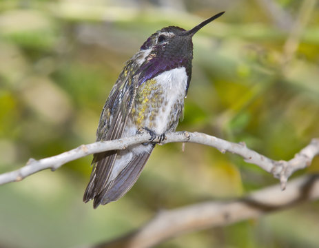 Male Blackchin Hummingbird