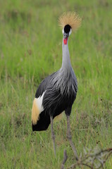 Fototapeta premium African Grey Crowned Crane at Nakuru Lake, Kenya