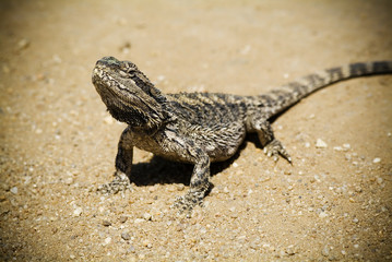 Australian Bearded Dragon (Pogona Vitticeps) 