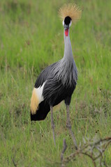 African Grey Crowned Crane at Nakuru Lake, Kenya