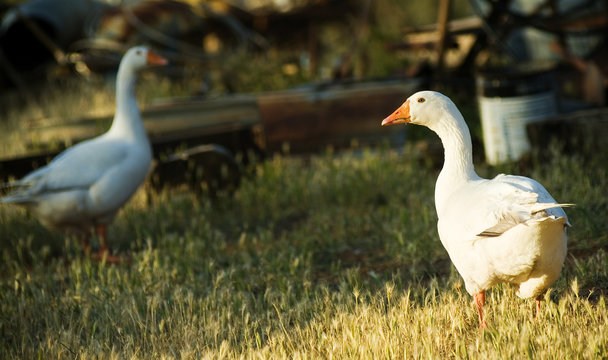 Farm Geese In Sunlight