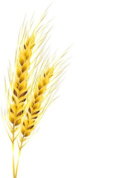 Spighe di Grano Dorato-Golden Ears of Corn-Vector