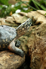 Turtle