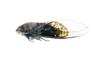 tiny insect black cicada