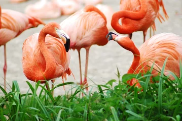 Papier Peint photo Lavable Flamant Flamingos
