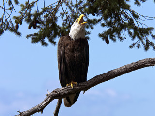 Bald Eagle Call