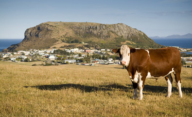 A cow stands on a hillside in front of The Nut at Stanley in Tasmania, Australia