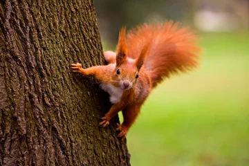Fotobehang Rode eekhoorn in de natuurlijke omgeving © seawhisper