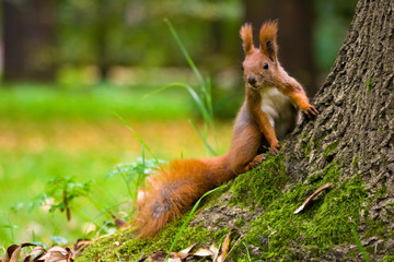 Naklejka na ściany i meble Czerwona wiewiórka w środowisku naturalnym