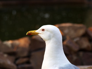 Seagull closeup