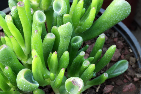 plante succulente