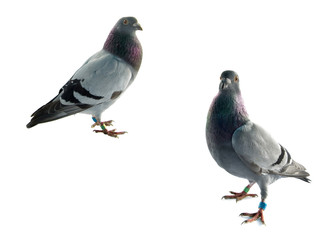 Fototapeta premium pigeons