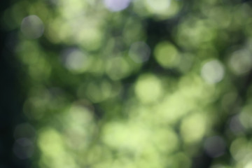 Obraz premium BEAUTIFULL BOKEH