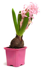 pink flower hyacinth in a pot isolated on white background