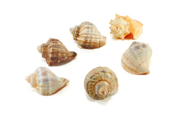 Seashells