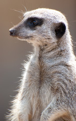 Fototapeta premium meerkat watching
