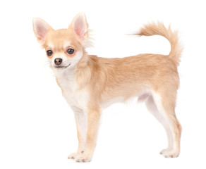young chihuahua dog isolated on white