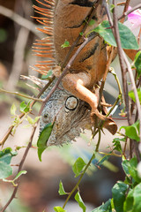 Iguana comiendo hojas colgada de una rama