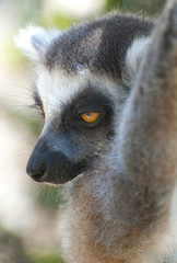 sleepy ring tailed lemur