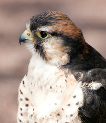bird of prey, hawk