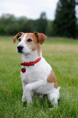 Parson Jack Russell Terrier offering his paw