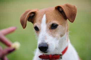 Portrait of Parson Jack Russell Terrier transfixed by a treat