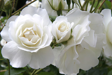 Roses blanches