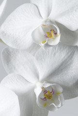 orchid macro