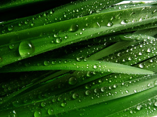 grass with rain drops macro