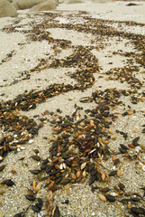 Shoreline With Seeds On The Sand