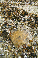 Beach Sand With Kelp, Seeds and Shells