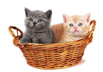 Fototapeta na wymiar Dwa kocięta Kot brytyjski krótkowłosy samodzielnie siedzi w koszyku