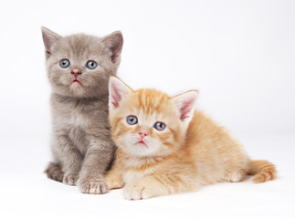 little british shorthair kittens cat