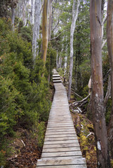 Obraz premium Cradle Mountain Forest Boardwalk Na Tasmanii w Australii