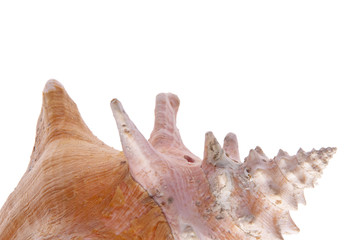 Conch Shell