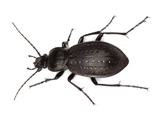 Ground beetle (Carabus hortensis) isolated over white.