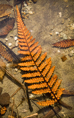 Orange fern frond underwater