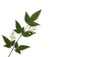 南天の葉に花が咲く　日本