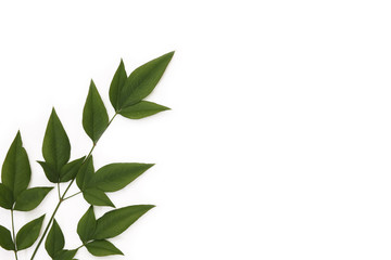 南天の葉　日本