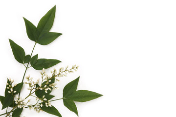 南天の葉と花　日本