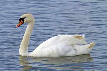 Höckerschwan