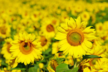 Fototapeta premium sunflower