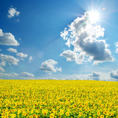 Obraz premium sunflower field