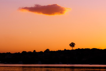 One tree, one cloud, and water, at sunset