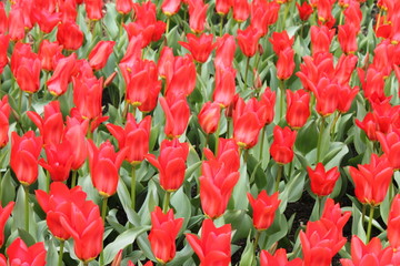 Fototapeta premium Tulpen