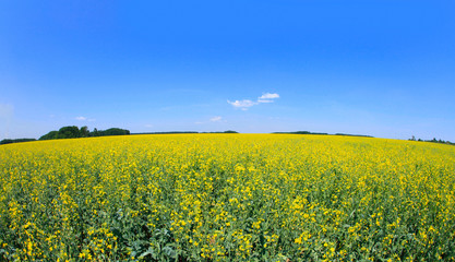 Obraz premium Oil seed rape field under the summer sky
