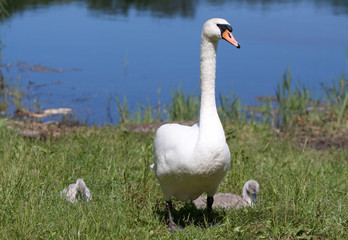 Familie Schwan