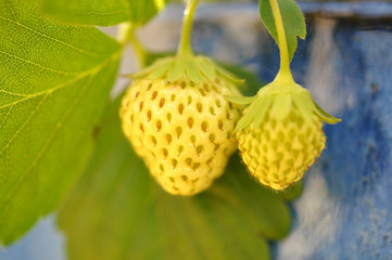 Reifende Erdbeeren