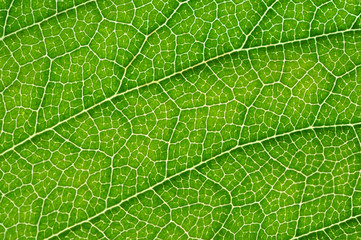 Hintergrund, Blatt