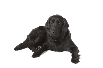 Schwarzer Retriever